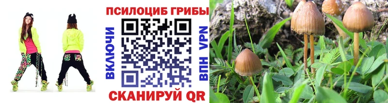 Галлюциногенные грибы Psilocybine cubensis Щучье